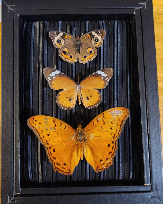 Orange Trio