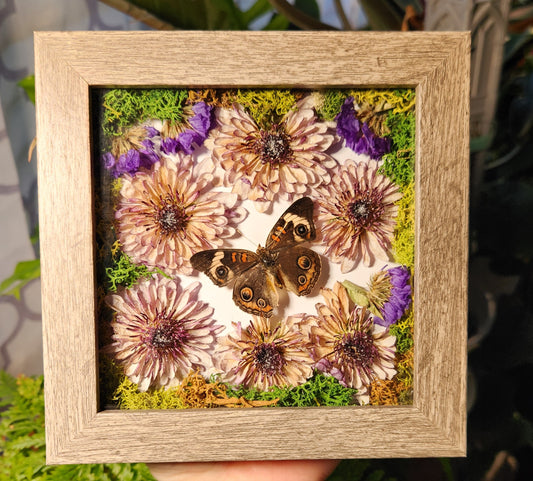 Moss Buckeye