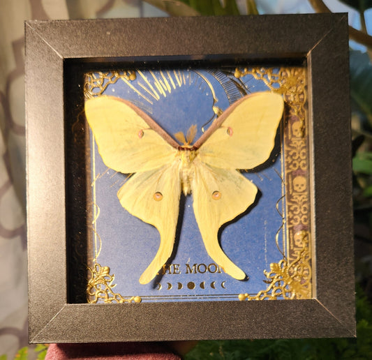 Luna Moth