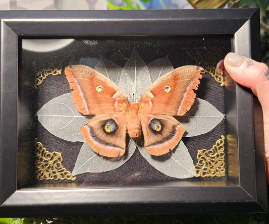 Polyphemus Moth