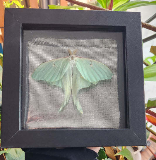 Gripper Gang Moth