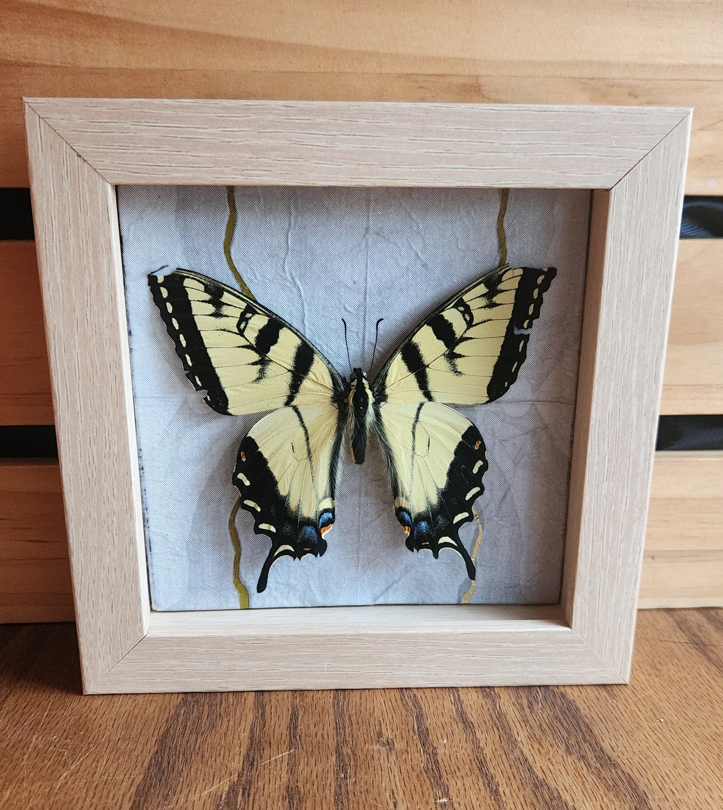 5 x 5 Tiger Swallowtail